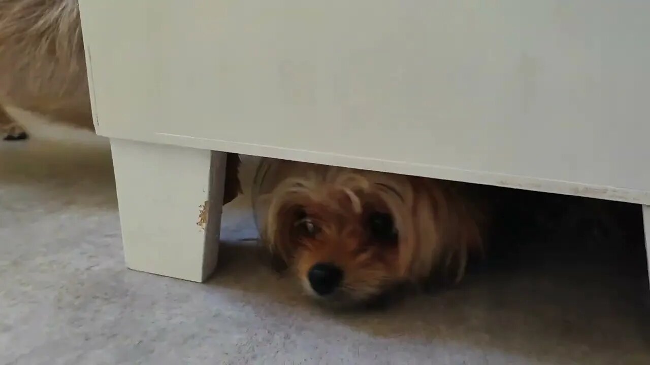 Yorkshire Terrier Hide and Seek! 😀