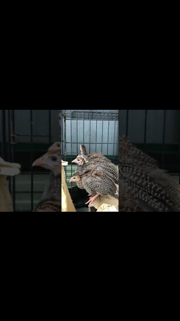 Cute baby guinea fowl peck towel - 6 weeks old