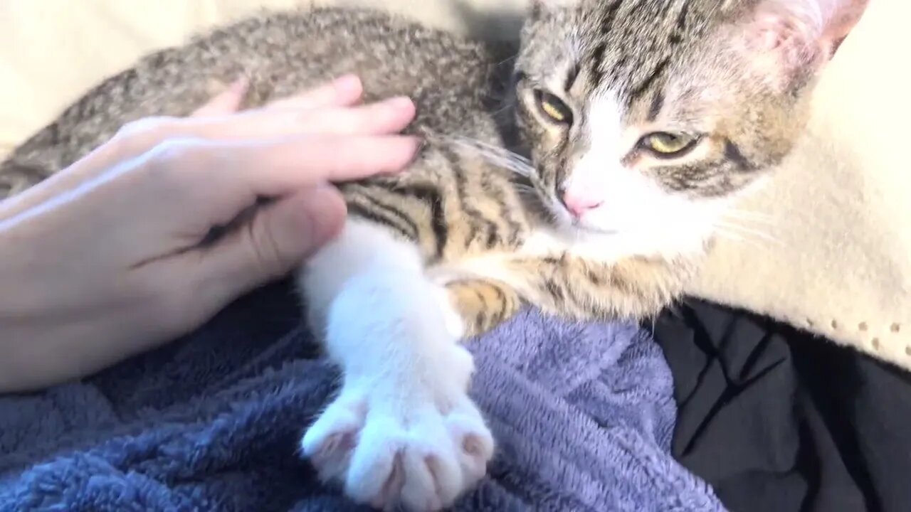 Purring on My Hooman