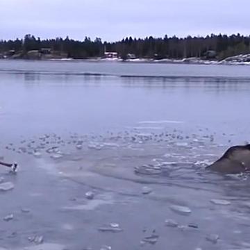 Moose Trapped In Frozen Lake