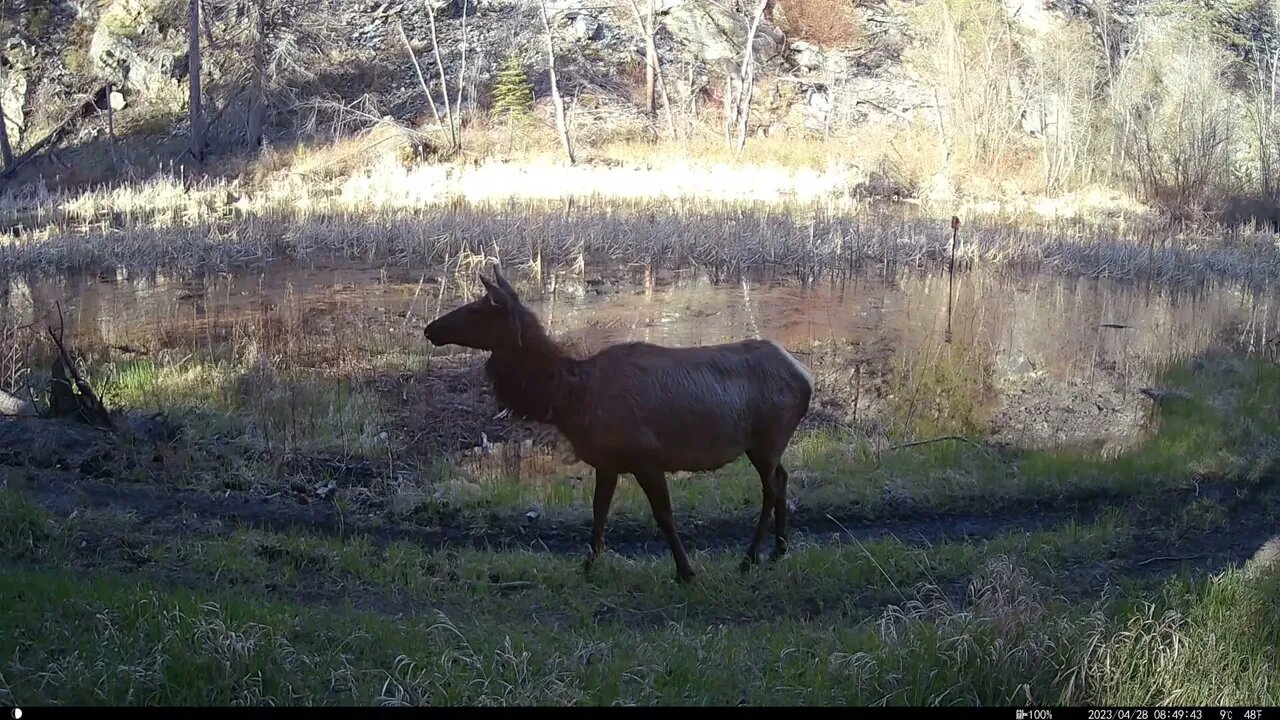 Homestead update! ⚾️🐐🔥💦🦆elk mountain lion May 2023