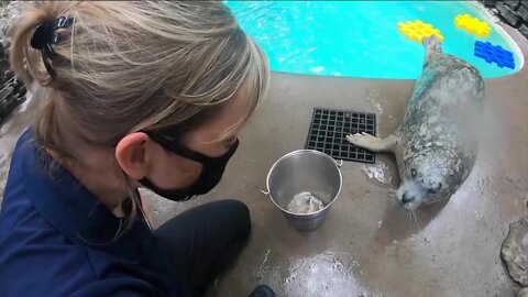 Sandy the Harbor Seal celebrating a big birthday at the Aquarium of Niagara