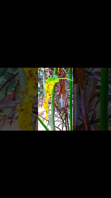 Jacu filhotes de jacu em busca de jacu