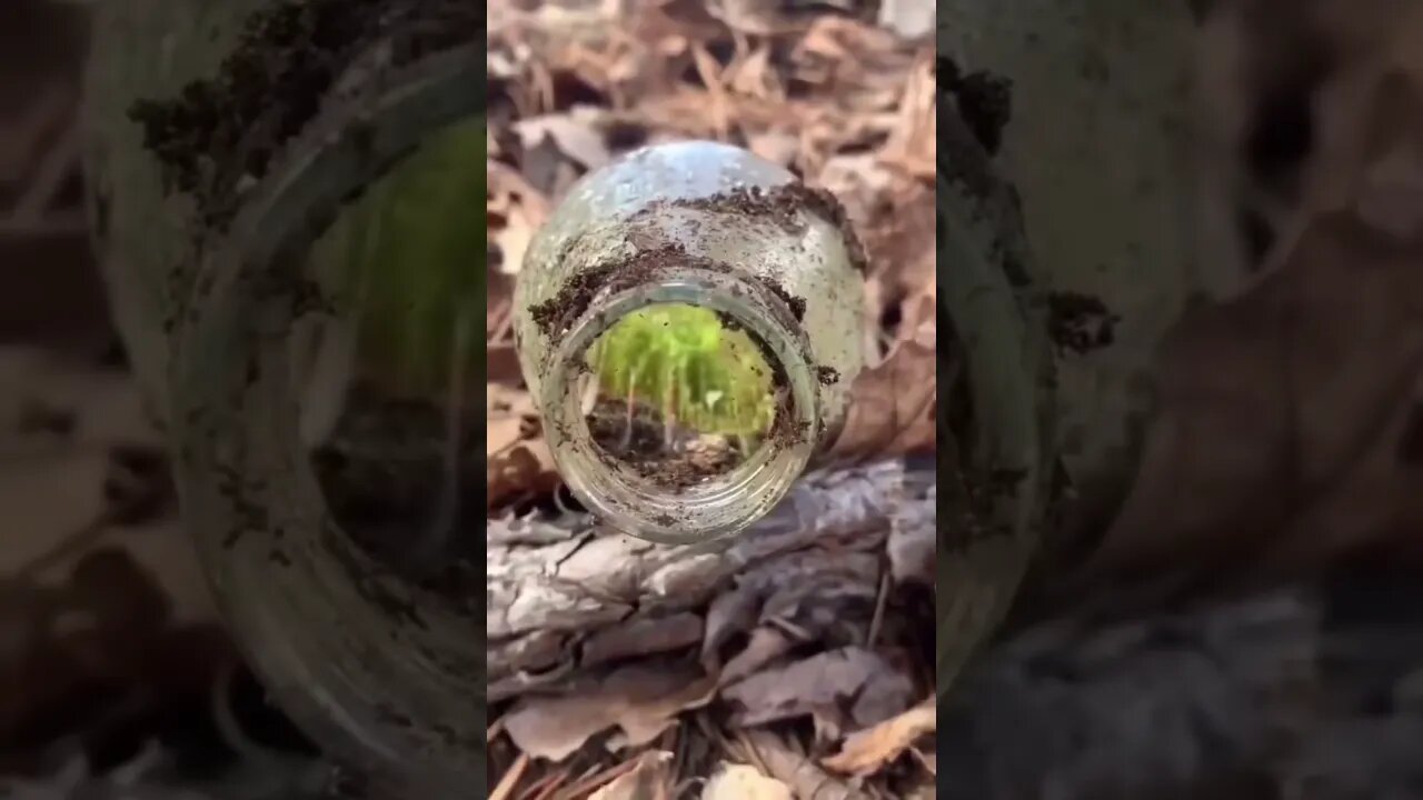 A natureza é incrível 💚