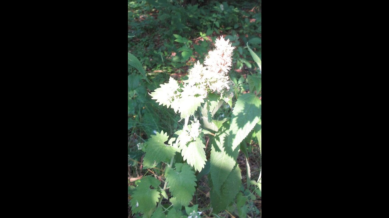 Early Blooming Baneberry July 22, 2021