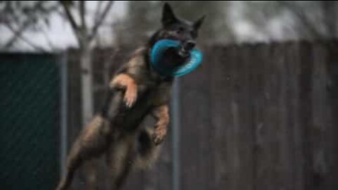 Dog catches three frisbees without dropping any!