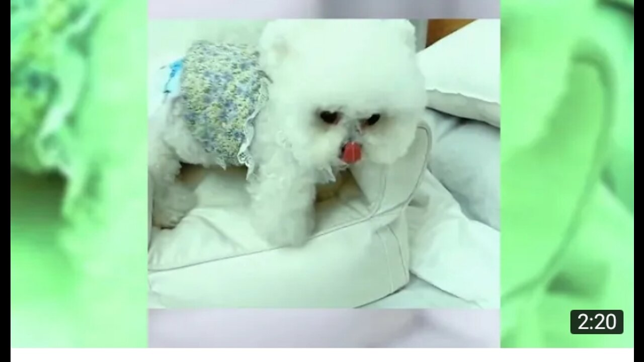 child dog video dog funny video 2022