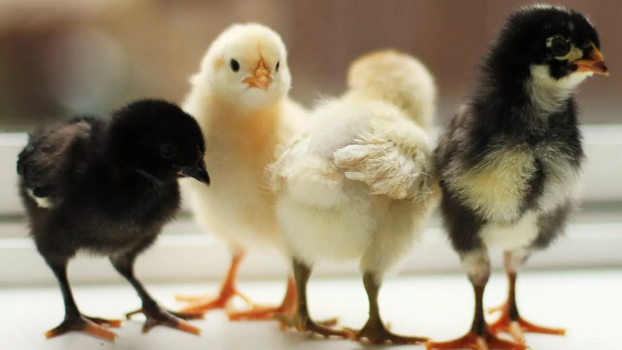 Chicken coop walk around and build.