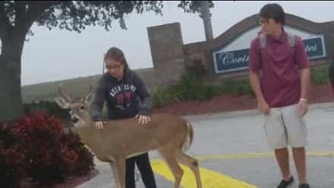 Friendly deer plays with children