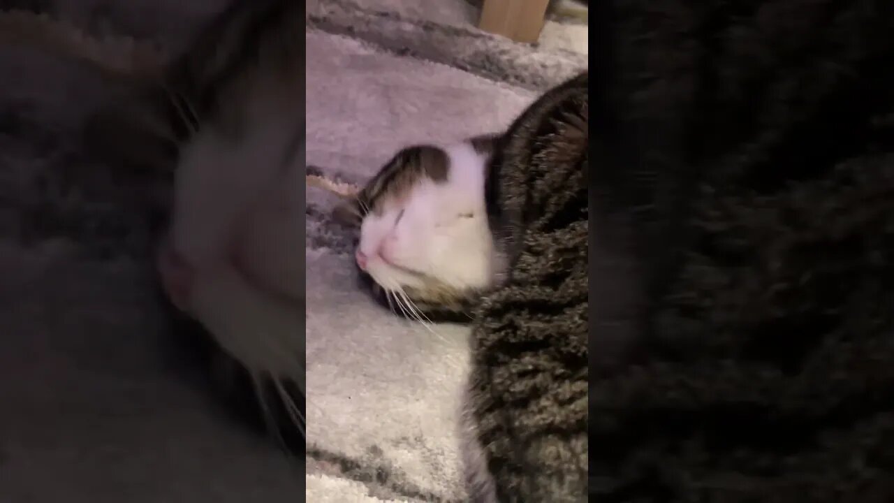 My Cat Always does this 😹