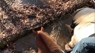 Horses love to splash
