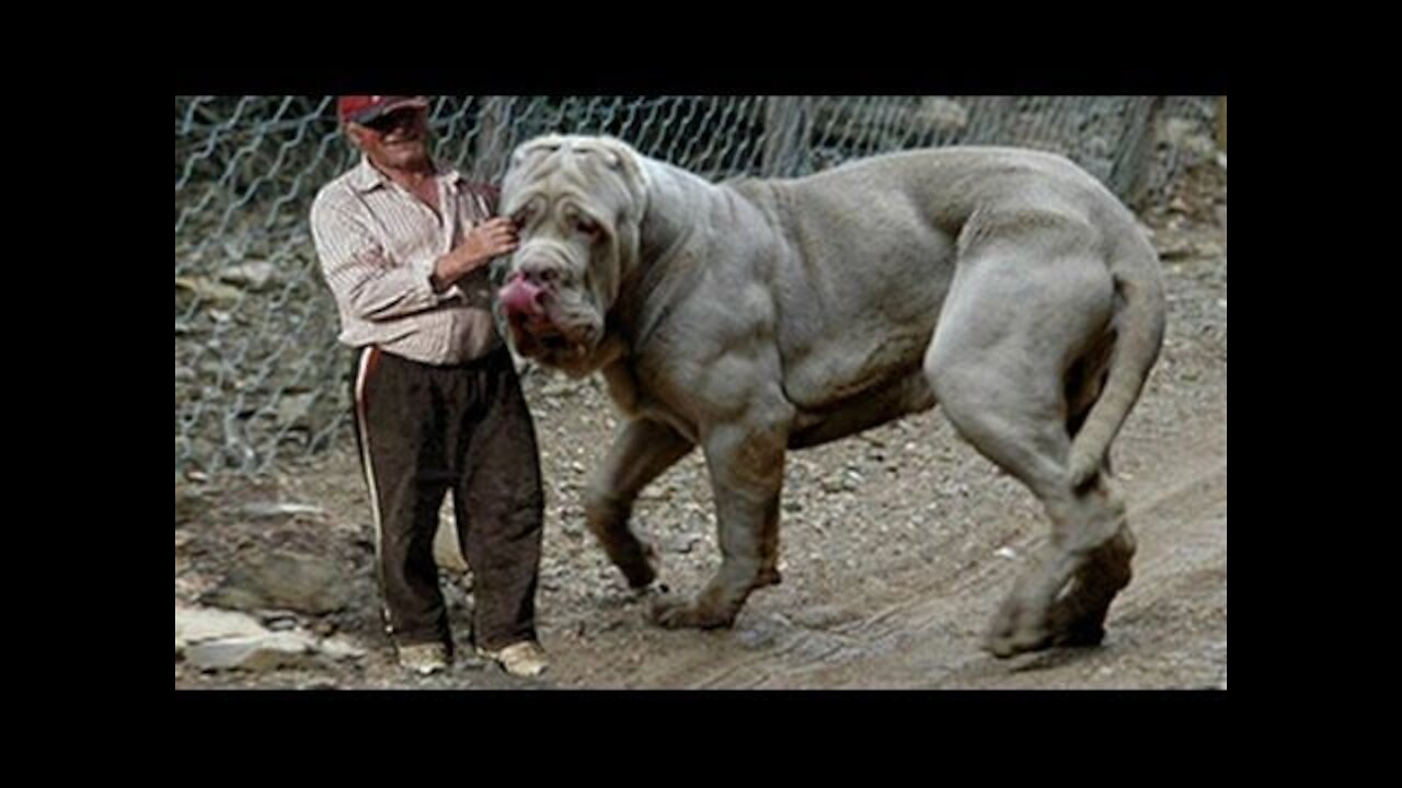 top 10 STRONGEST DOGS IN THE WORLD