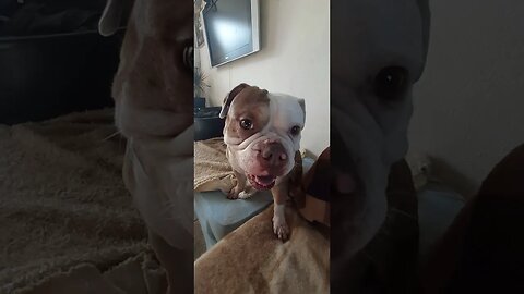 #SCS ~ suddenly crazy syndrome...