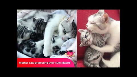 Cute And Funny Pets Try Not To Laugh To These Pets Compilation 41 @anupctg