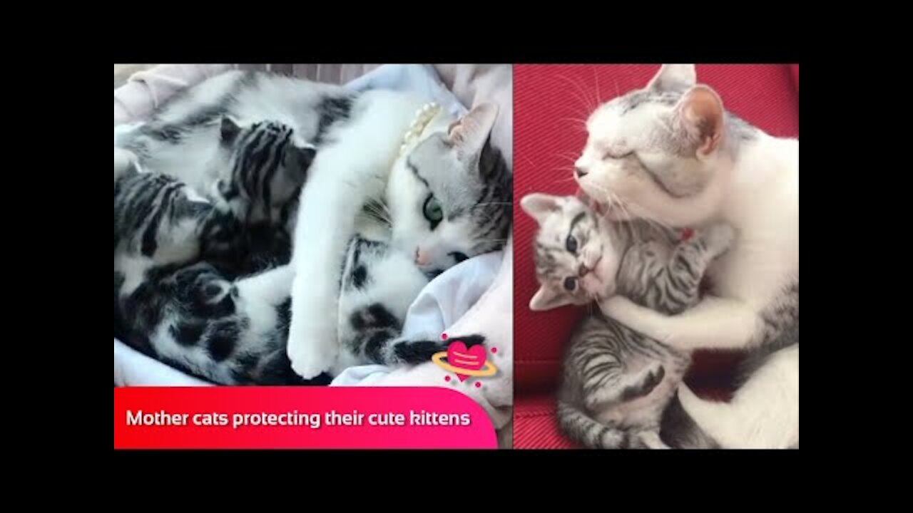 Cute And Funny Pets Try Not To Laugh To These Pets Compilation 41 @anupctg