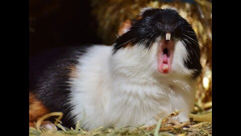 Guinea Pig - Cute❤