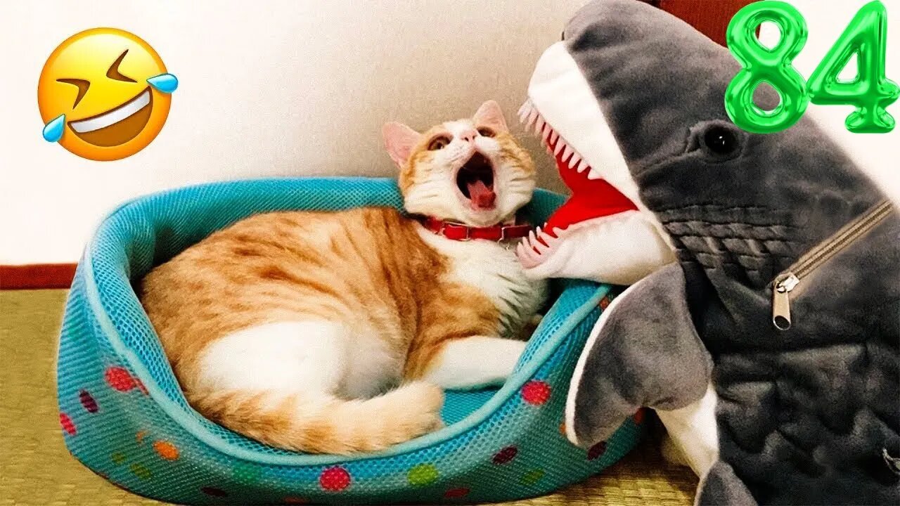 TRY DO NOT LAUGH FUNNY CAT AND DOG VIDEO 🔥 DAILY DOSE OF LAUGHS #84