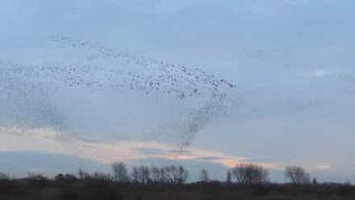 Affascinante danza degli uccelli nei cieli d'Inghilterra