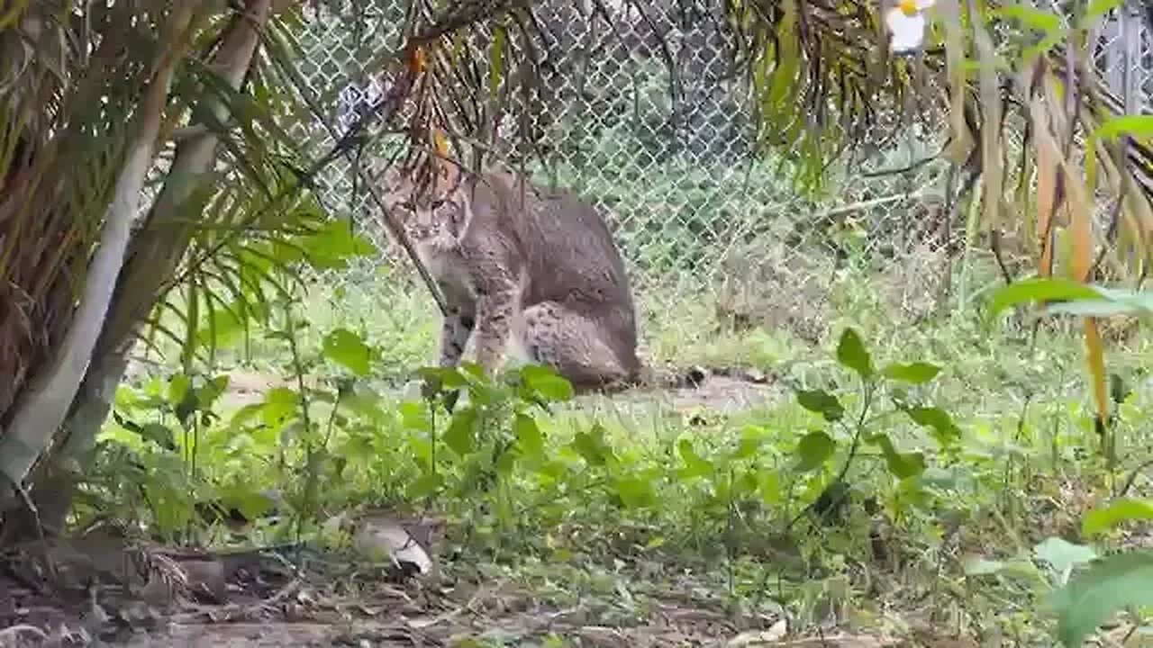 Happy One Year Rescue Anniversary to Winter Bobcat at Big Cat Rescue ! 01 23 2023