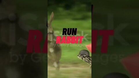 Turtle vs. Rabbit Race: The Unbelievable Finish!