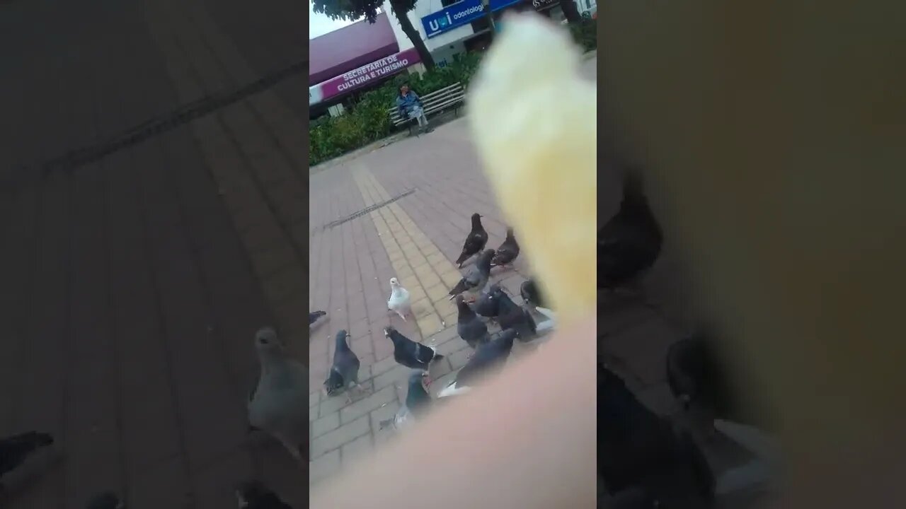 pombos na praca pt4 #shorts
