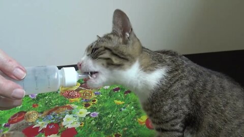 Small Cat Drinks from Baby Bottle