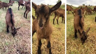 Frisky Baby Goat