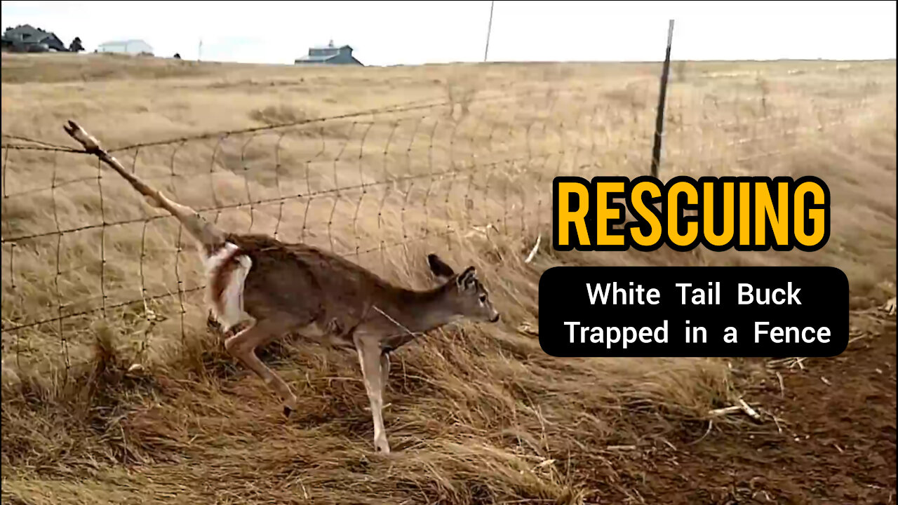 Rescuing White Tail Buck Trapped in a Fence