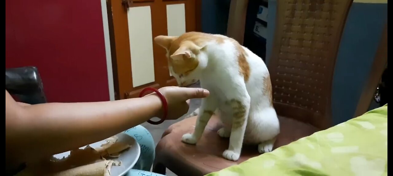 How beautifully the cat eats bread