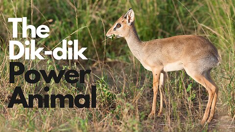 Dik-Dik Power Animal