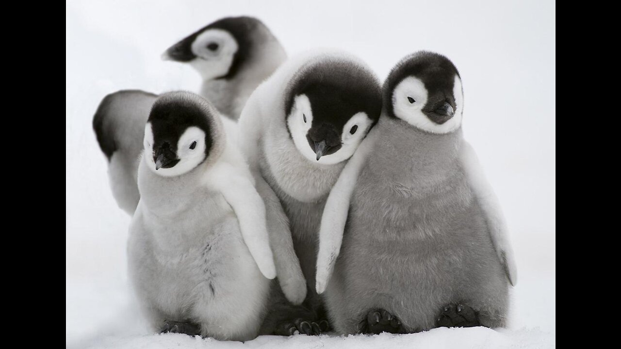 Funny Funniest Animals 🐧 - Best Of The 2020 Funny Animal Videos 😁 - Cutest Animals Ever