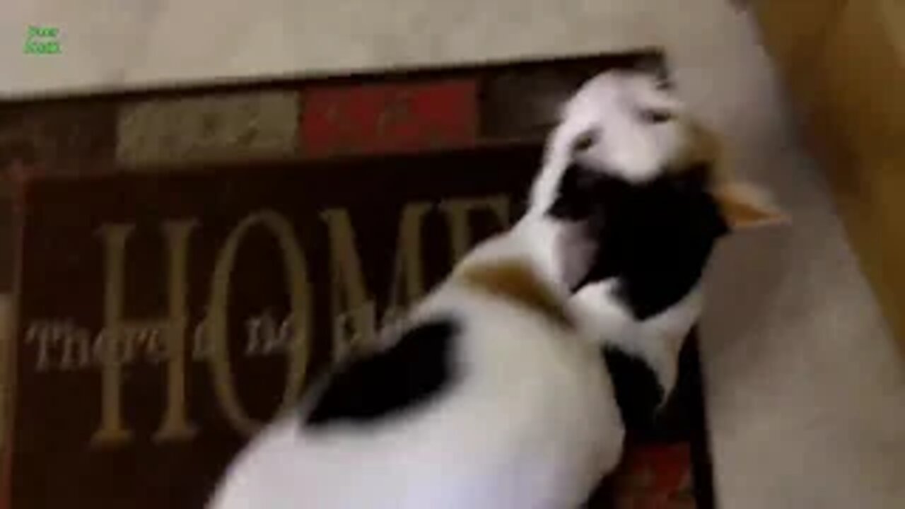 Funny Cats and Kittens Meowing Compilation