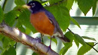 IECV NV #363 - 👀 American Robin🐦In The Neighbor's Tree 5-28-2017