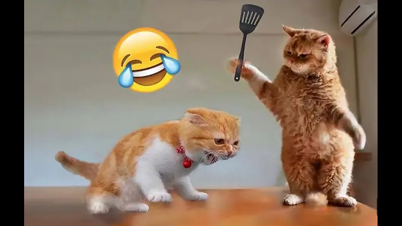 Cute And Funny Videos Of Cats!