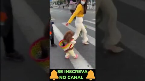 Cachorrinho Andando com sua Cuidadora #shorts