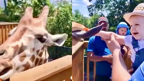 the baby feeds the giraffe. wow what a big tongue