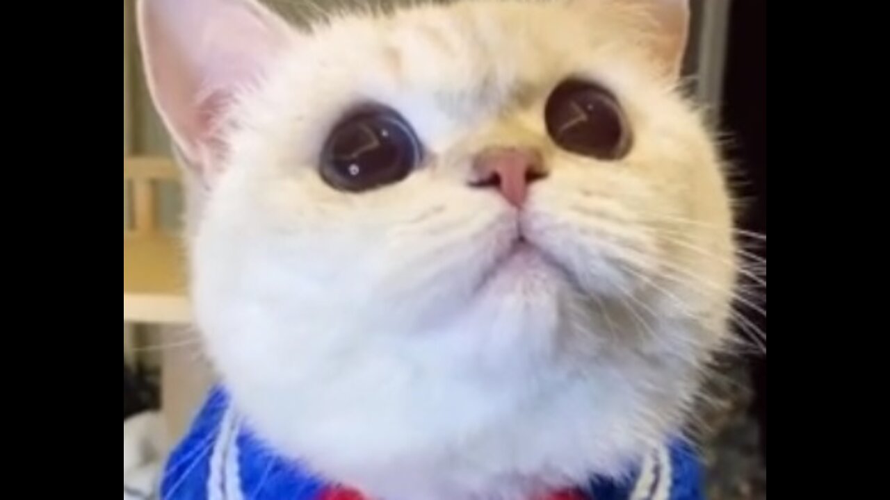 Funniest Animals