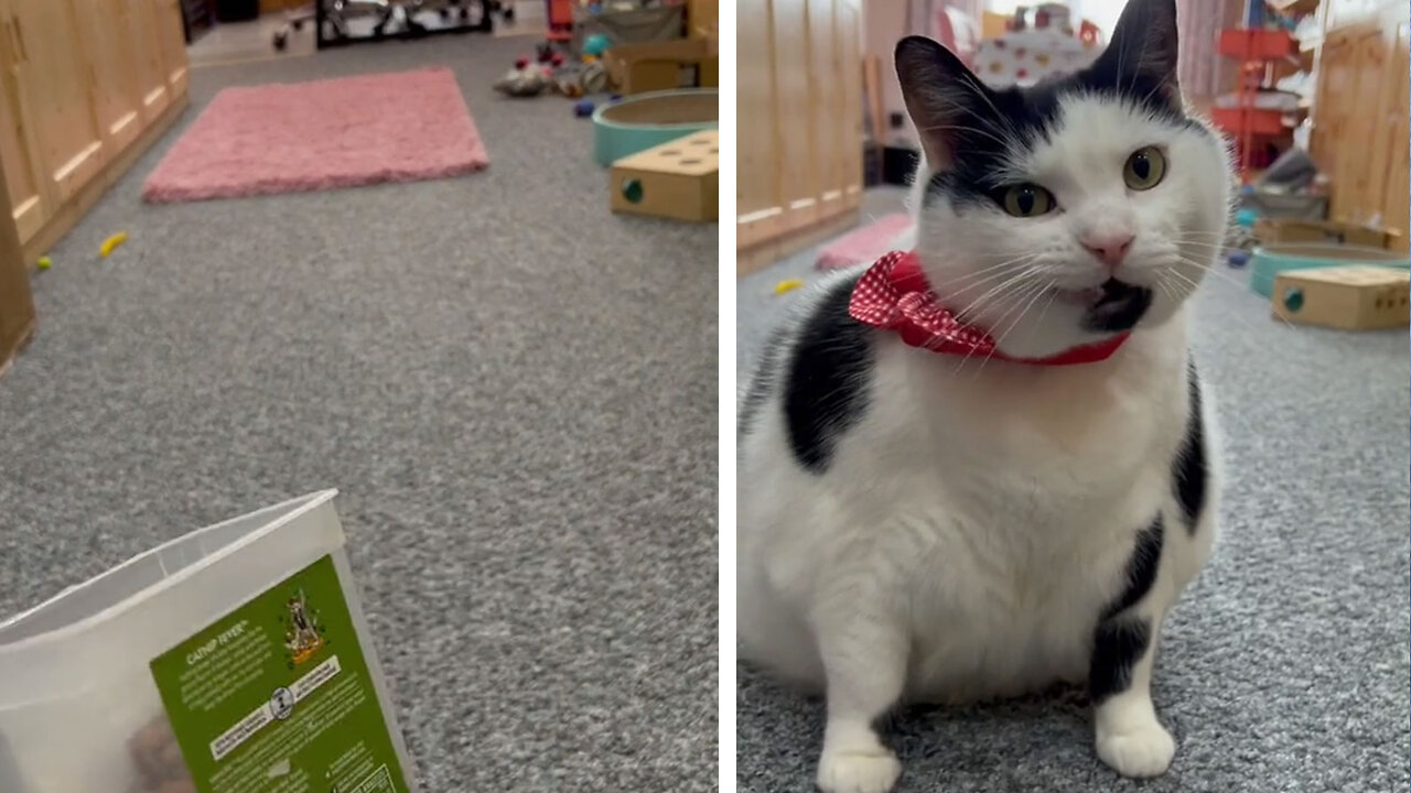 She may be fat on the outside, but she identifies as skinny!!