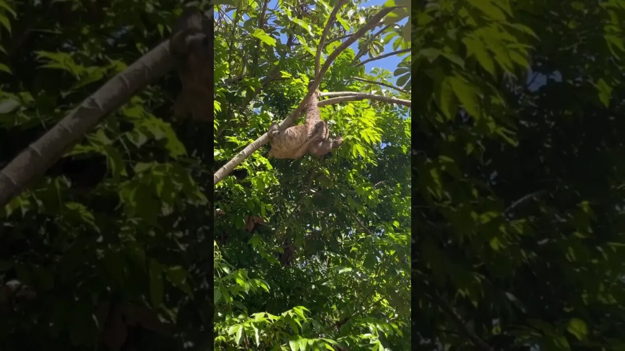 A preguiça do Morro do Moreno