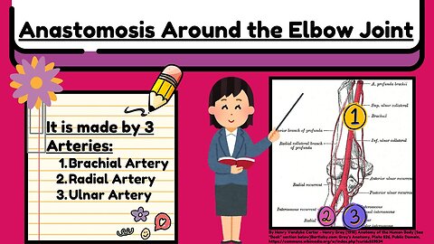 Anastomosis Around the Elbow Joint Explained Easy | Arteries of Upper Limb Anatomy by Novice Medic