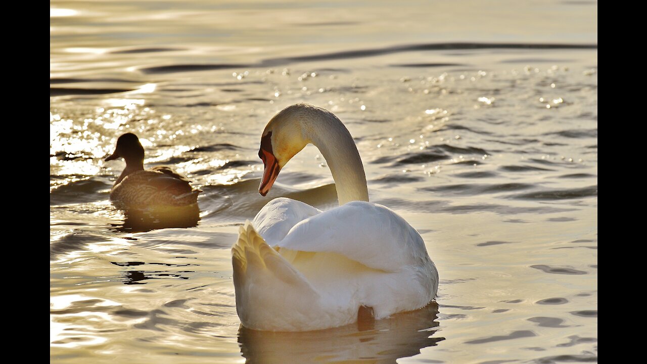 Ducks; water fun