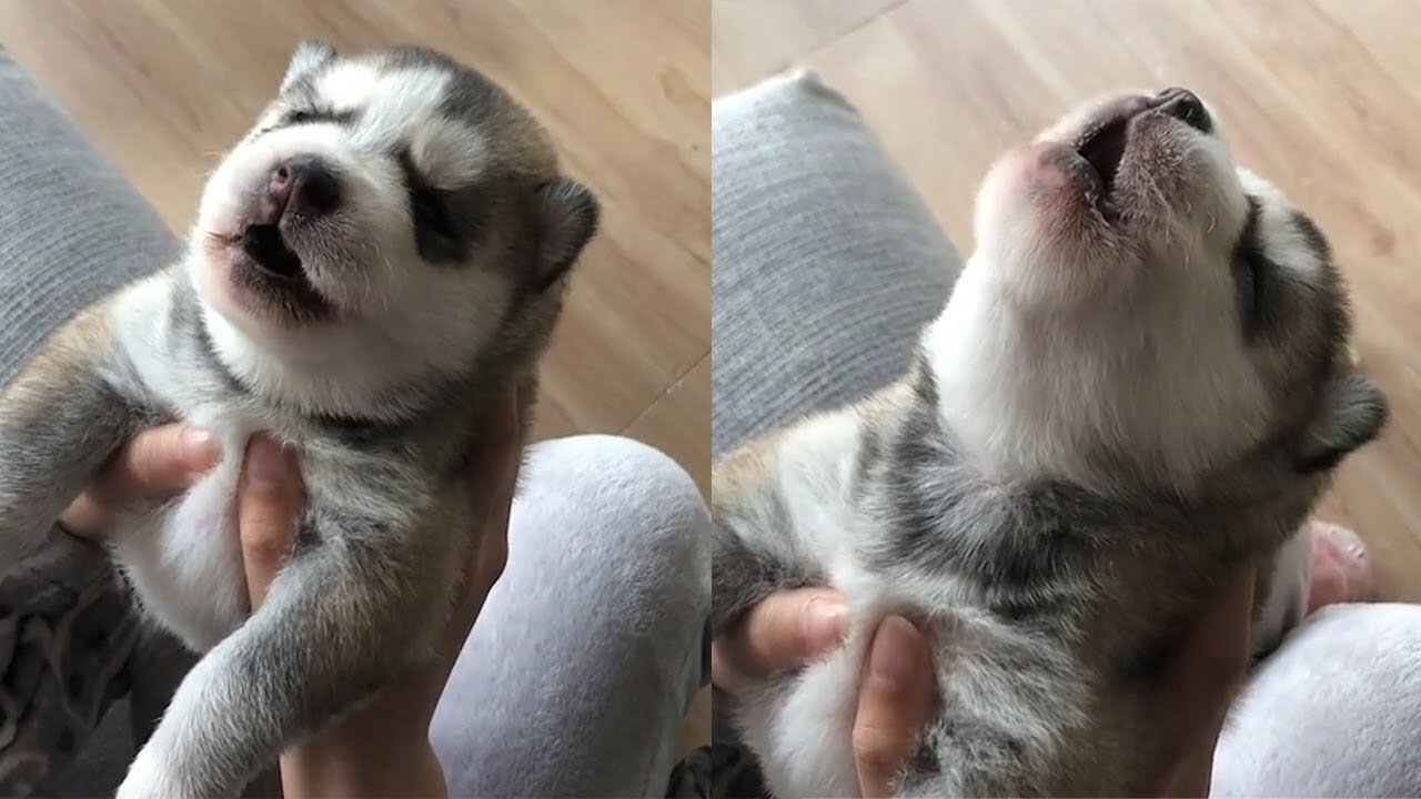 Cute Puppies Howling For the First Time