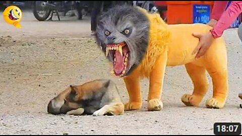 Troll Prank Dog Funny & fake Lion and Fake Tiger Prank To dog & Huge Box Prank to dog(720p)