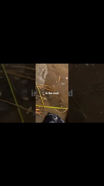 Fly Fishing Mishap: Shoe Comes Off in Pond #flyfishing #trout #colorado