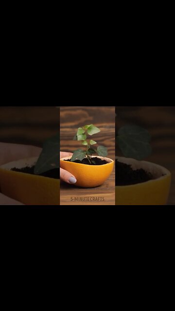 Genius gardening hacks to maximize your harvest #shorts #garden