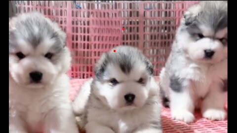 BEAUTIFUL HUSKYS YOU WISH TO HAVE