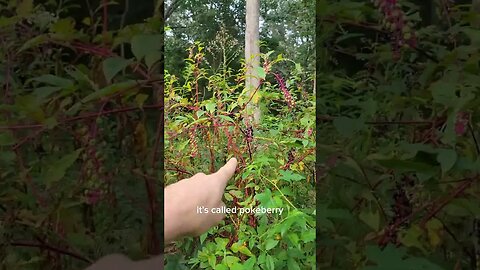 Grazing Sheep in the Woods with "Poisonous" Plants