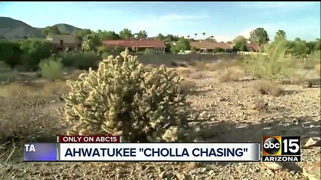 Mysterious cholla popping up on Valley hiking trail