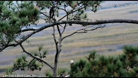 Bald Eagle and Red Tailed Hawk 🦅 12/06/22 16:27