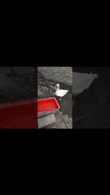 Good morning Ezra 29th September